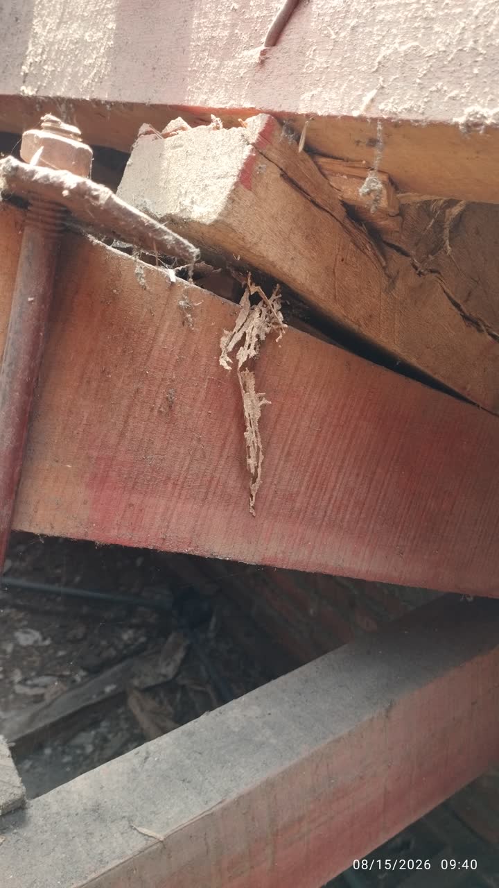 Jalur rayap pada balok kayu keras